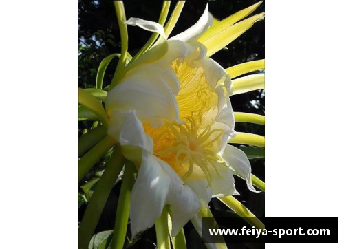 怀斯：未来之星还是昙花一现？